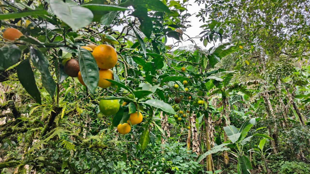 Minca Sintropia - Sustainable Lodge & Organic Coffee Finca Exteriör bild