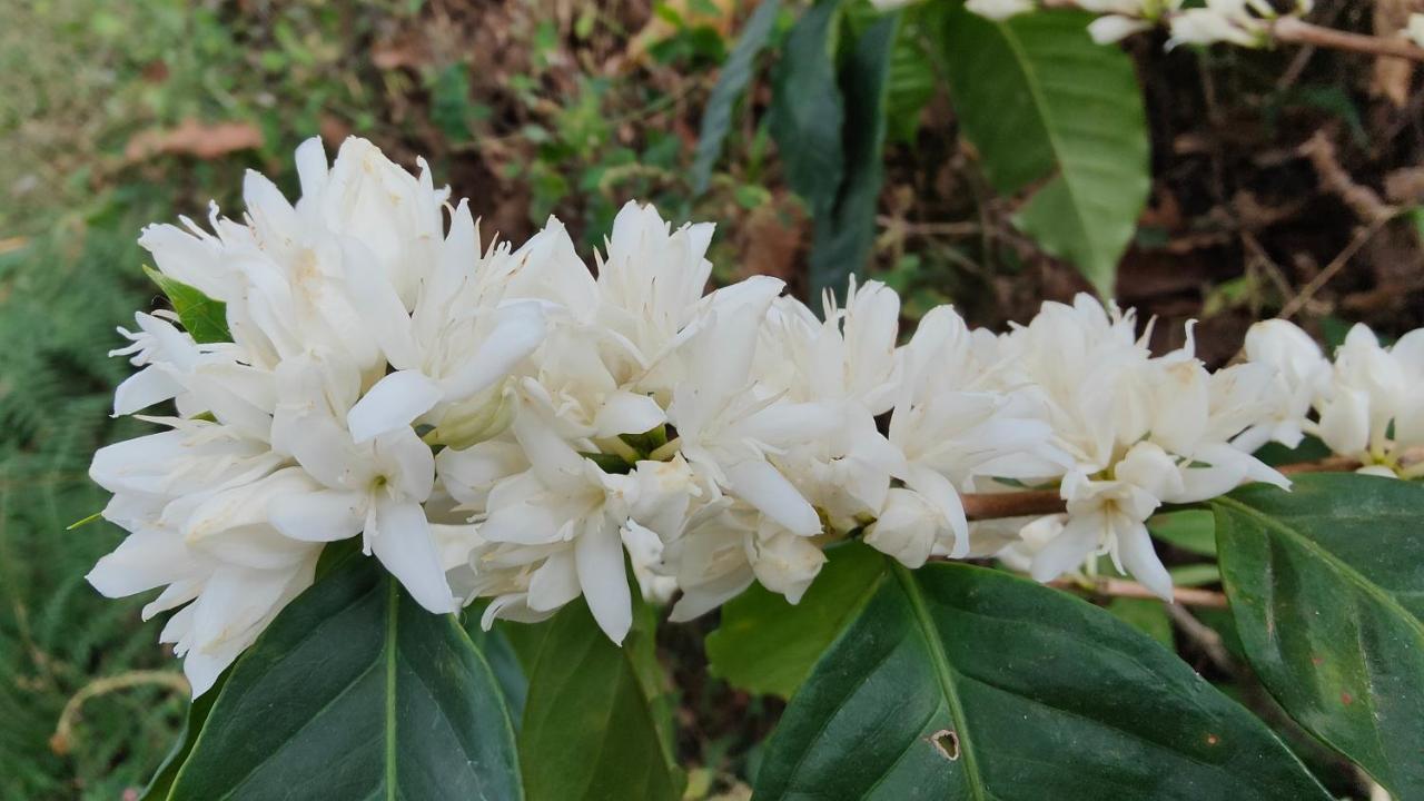 Minca Sintropia - Sustainable Lodge & Organic Coffee Finca Exteriör bild