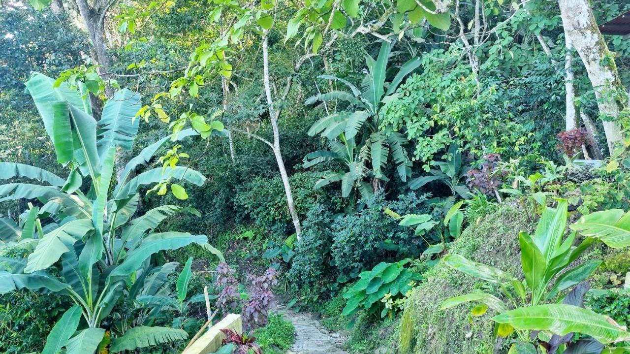 Minca Sintropia - Sustainable Lodge & Organic Coffee Finca Exteriör bild